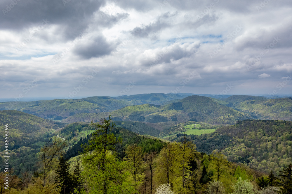 Mischwald im Frühjahr Mischwald im Frühjahr