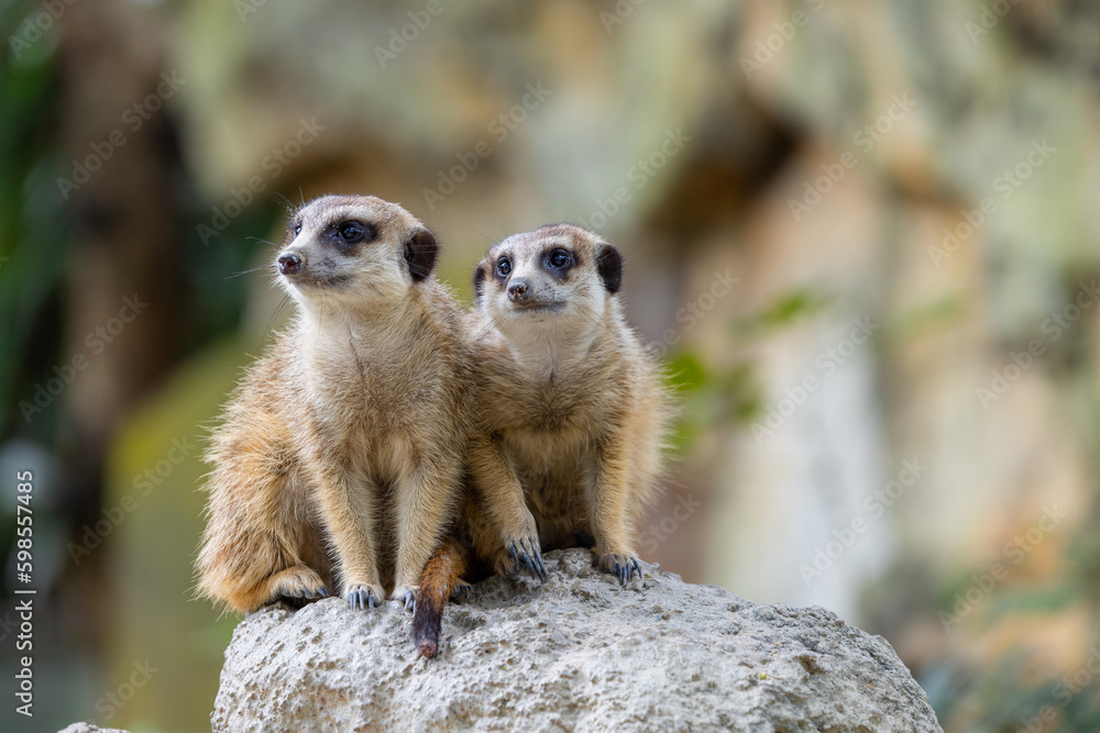 Fototapeta premium Meerkat in the zoo park