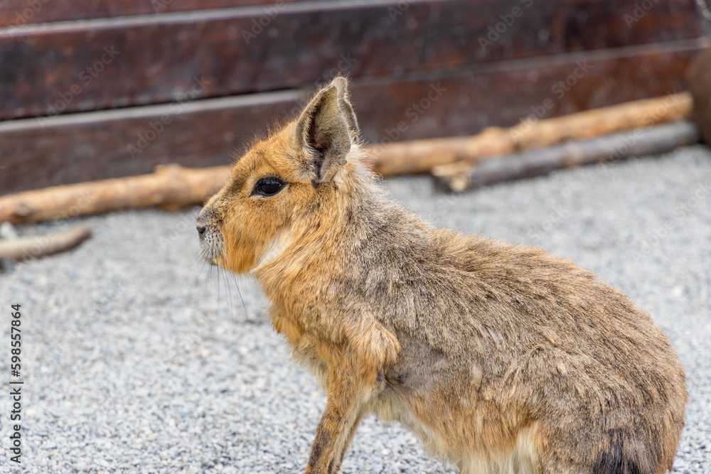 Fototapeta premium Patagonian cavy in zoo park