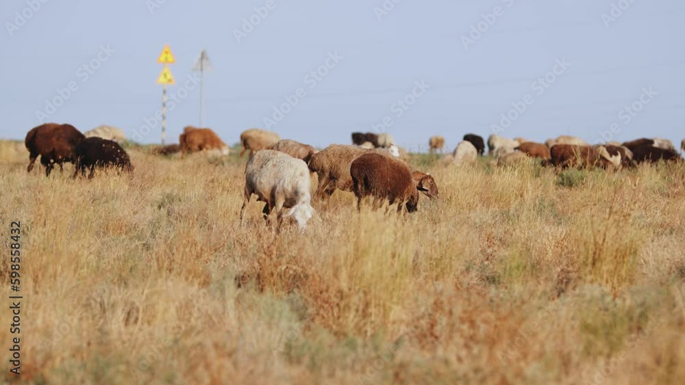 Herd of free-range sheep in steppe eating grass and blurred road signs on pole in background Herd of free-range sheep in steppe eating grass and blurred road signs on pole in background