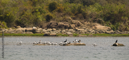 Seagulls and cormorants are on rocks near a lake or water body, basking in the sun for drying their feathers. These are aquatic birds who rely majorly on fish for food. photo
