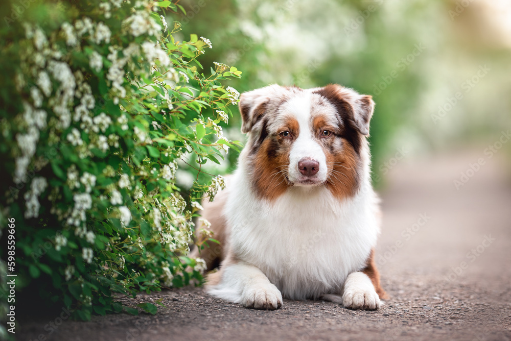 Outdoors photo of red merle australian shepherd dog laying on clean asphalt path among blooming white green bushes