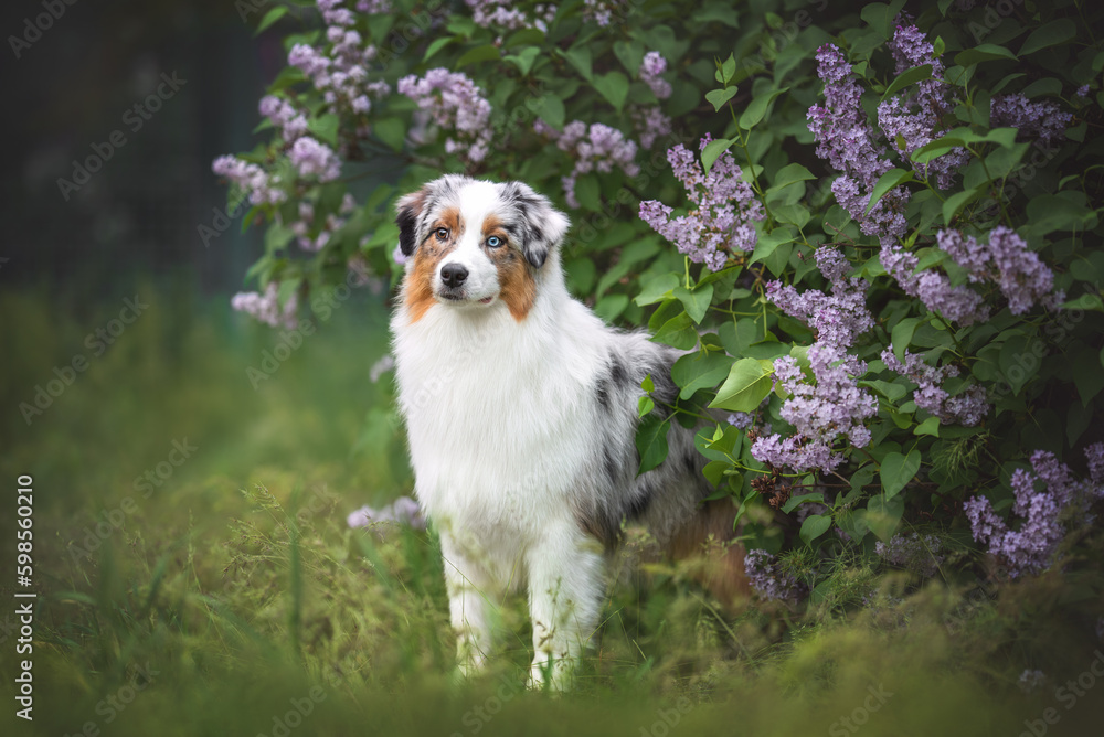Outdoors photo of bi-eyed blue merle australian shepherd dog standing in the grass among lilac blooming bushes