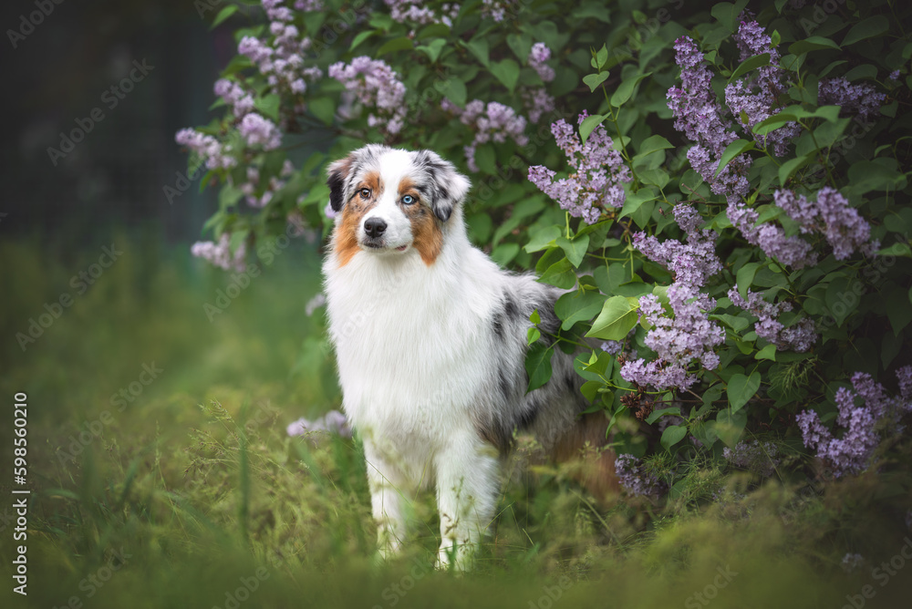 Obraz premium Outdoors photo of bi-eyed blue merle australian shepherd dog standing in the grass among lilac blooming bushes