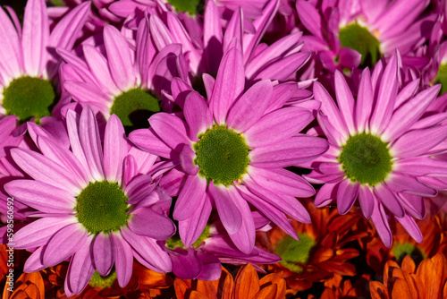 Fresh lilac purple bright chrysanthemums. Japanese  korean style. Background for a beautiful greeting card. Autumn flowers in the garden. Flowering yellow chrysanthemums