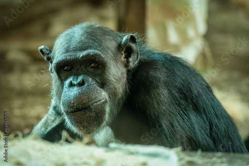 A Chimpanzee from Monkey World, Dorset