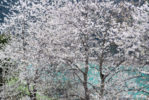 dei bellissimi fiori bianchi in primavera, sfondo di fiori bianchi bellissimi, un'albero pieno di fiori bianchi in montagna photo