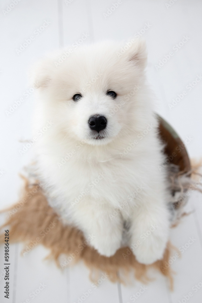 CUTE AND SWEET WHITE SAMOYED PUPPY CUTE AND SWEET WHITE SAMOYED PUPPY