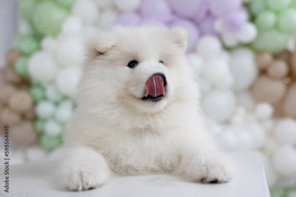 CUTE AND SWEET WHITE SAMOYED PUPPY CUTE AND SWEET WHITE SAMOYED PUPPY