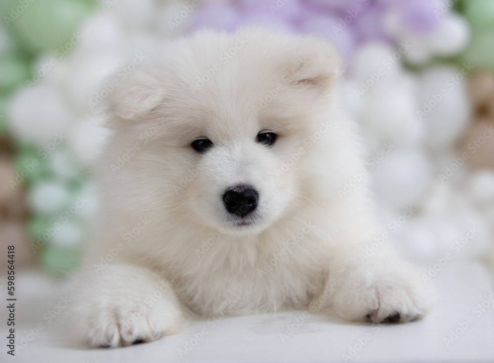 CUTE AND SWEET WHITE SAMOYED PUPPY CUTE AND SWEET WHITE SAMOYED PUPPY