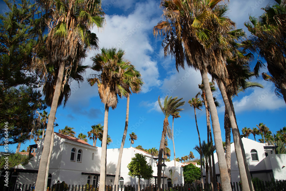 Impresionante bosque de altas palmeras frente a la arquitectura típica de la turística Fuerteventura con fachadas blancas y líneas sencillas durante un día de cielo azul en las Islas Canarias.