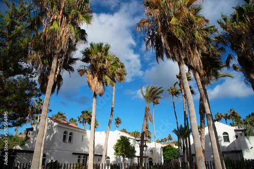 Impresionante bosque de altas palmeras frente a la arquitectura t  pica de la tur  stica Fuerteventura con fachadas blancas y l  neas sencillas durante un d  a de cielo azul en las Islas Canarias.