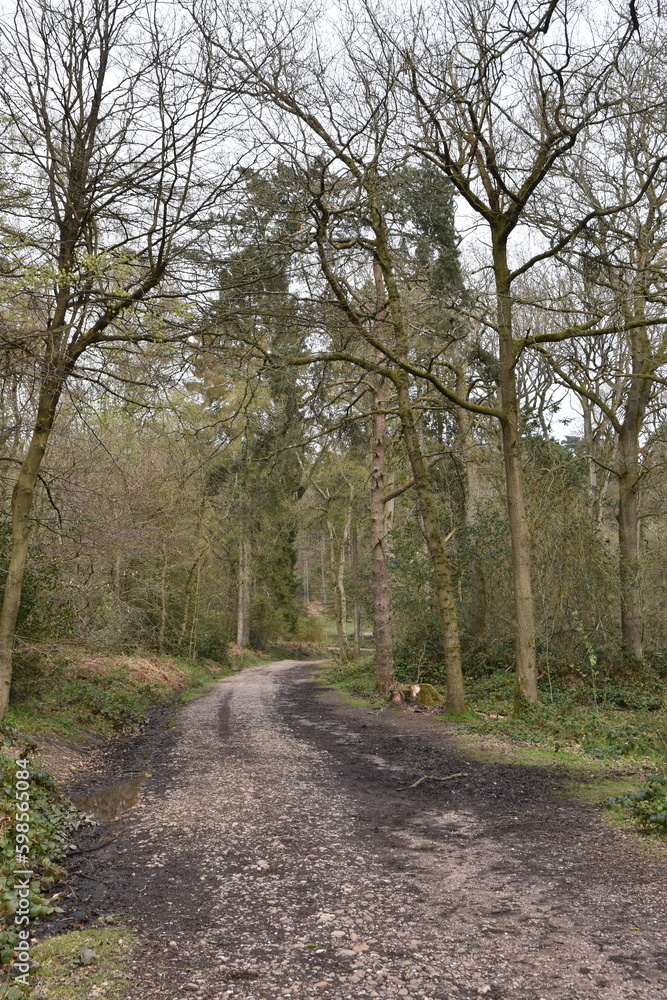 a walk through the Lickey hills country park next to Birmingham in the uk a walk through the Lickey hills country park next to Birmingham in the uk