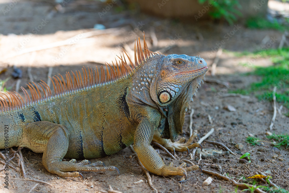 closeup of iguana lizard in nature. photo of iguana lizard reptile. iguana lizard outdoor. closeup of iguana lizard in nature. photo of iguana lizard reptile. iguana lizard outdoor.