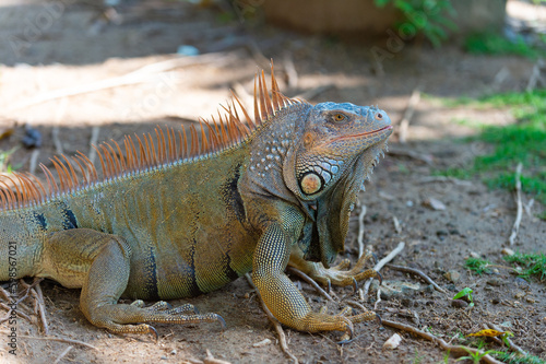 closeup of iguana lizard in nature. photo of iguana lizard reptile. iguana lizard outdoor.