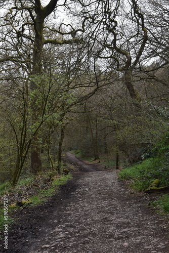 a walk through the Lickey hills country park next to Birmingham in the uk