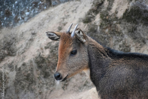 Fototapeta Naklejka Na Ścianę i Meble -  Himalayan goral, Naemorhedus goral or the gray goral, is native to the Himalayas. It is listed as Near Threatened on the IUCN Red List