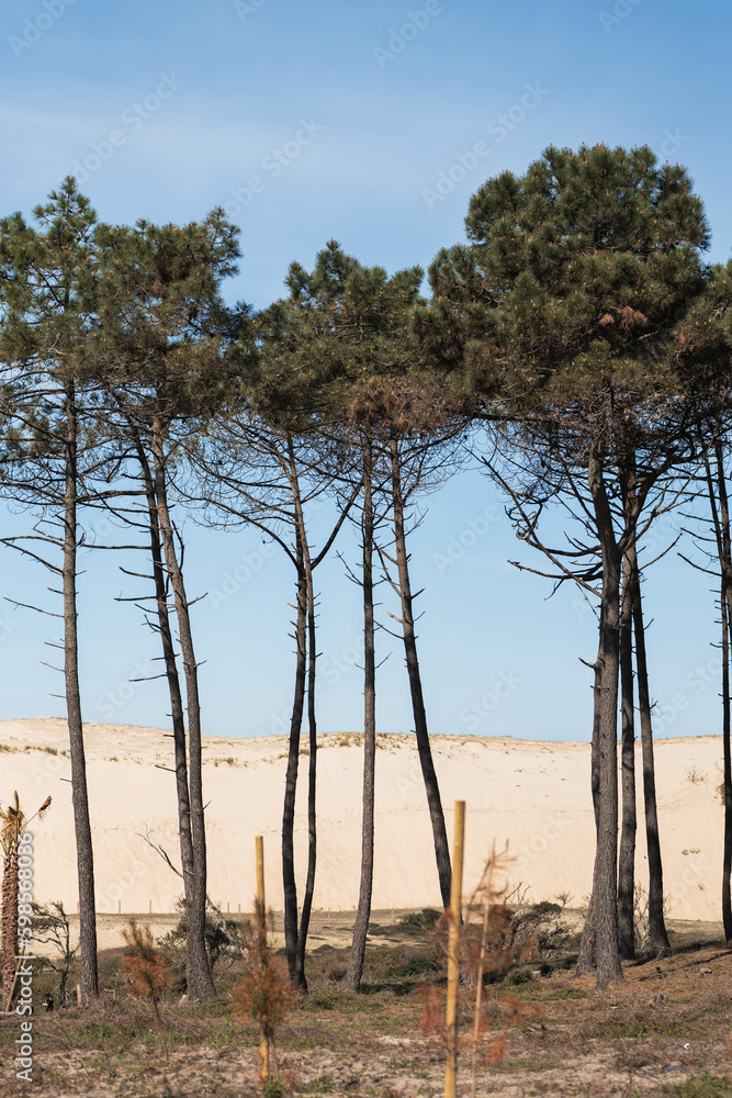 long, tall trees near the beach