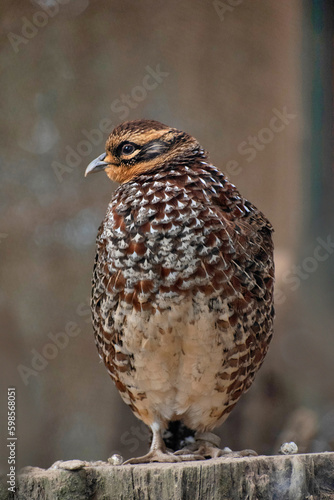 The northern bobwhite, Colinus virginianus also known as the Virginia quail or bobwhite quail