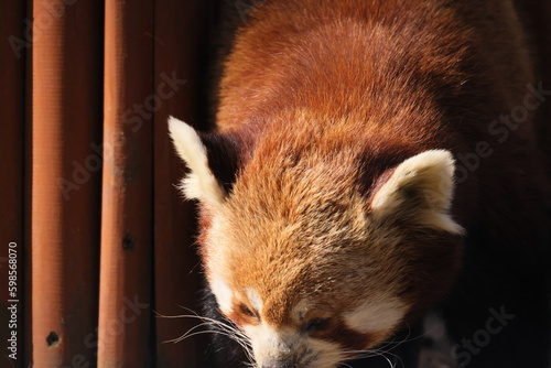 Close-up view of the reddish raccoon