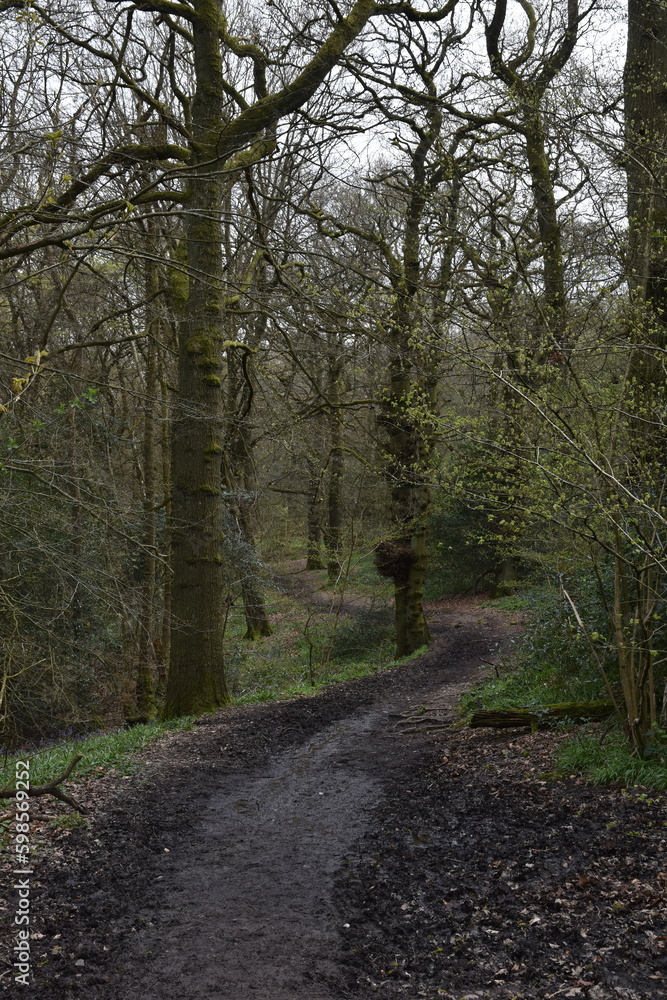Fototapeta premium a walk through the Lickey hills country park next to Birmingham in the uk