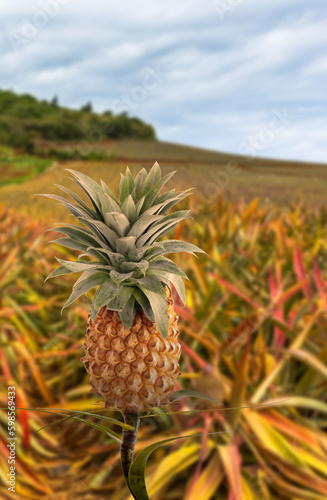 Ananas Victoria    le de la R  union 