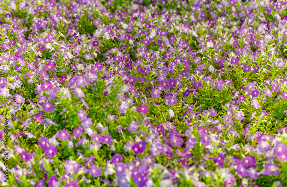 Purple petunia flowers grow in flower bed, selective focus