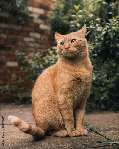 Ginger cat in a garden
