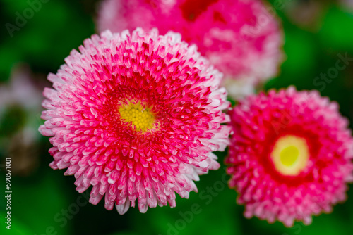 Pink white bruisewort asteraceae perennial daisy with yellow middle, on green background, selective focus photo