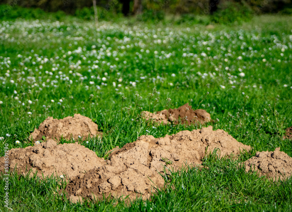 Wühlmaushäufen auf einer Wiese Wühlmaushäufen auf einer Wiese