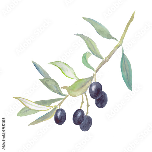 Olives, black olives, olive branches, watercolor food illustrations 