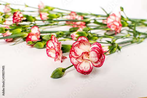small bushy red and white carnations. Delicate spring bouquet on a white back...