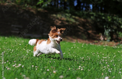 A puppy playing in a garden © TopMicrobialStock
