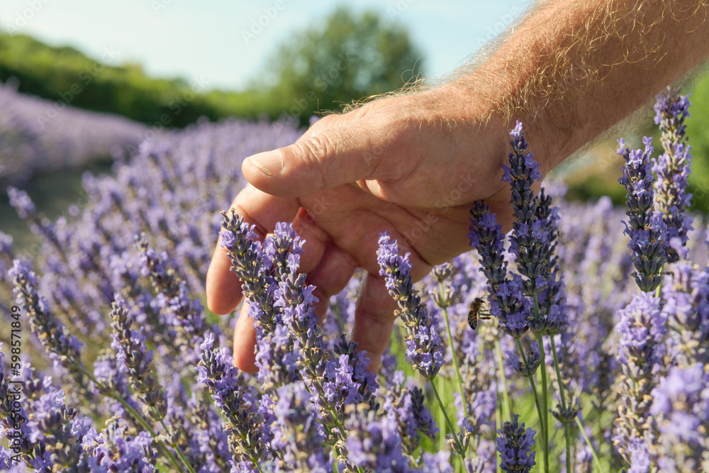 Field of lavender smell. Soft touch of male hand over blooming plants close up. Purple fresh flowers in aromatic landcape. Sunny day blue sky background. Field of lavender smell. Soft touch of male hand over blooming plants close up. Purple fresh flowers in aromatic landcape. Sunny day blue sky background.