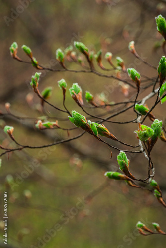 The growth of a beech leaves.