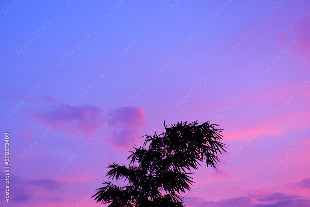 Green bamboo tree against sunset evening purple sky