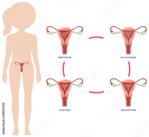 Infographic of stages of the menstrual cycle