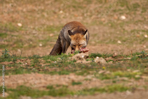 Beautiful portrait of a common fox holding a piece of meat with its mouth with an alert look in the Sierra de Andujar Natural Park, in Andalusia, Spain