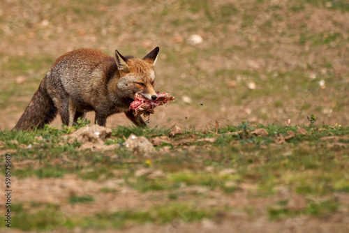 Beautiful portrait of a common fox specimen tears off a piece of meat and keeps it in its mouth in the Sierra de Andujar Natural Park  in Andalusia  Spain
