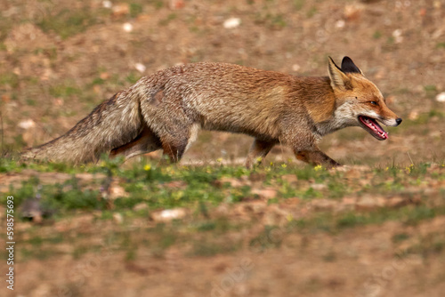 Beautiful portrait of a specimen of common fox runs happily through the forest in the Sierra de Andujar Natural Park  in Andalusia  Spain