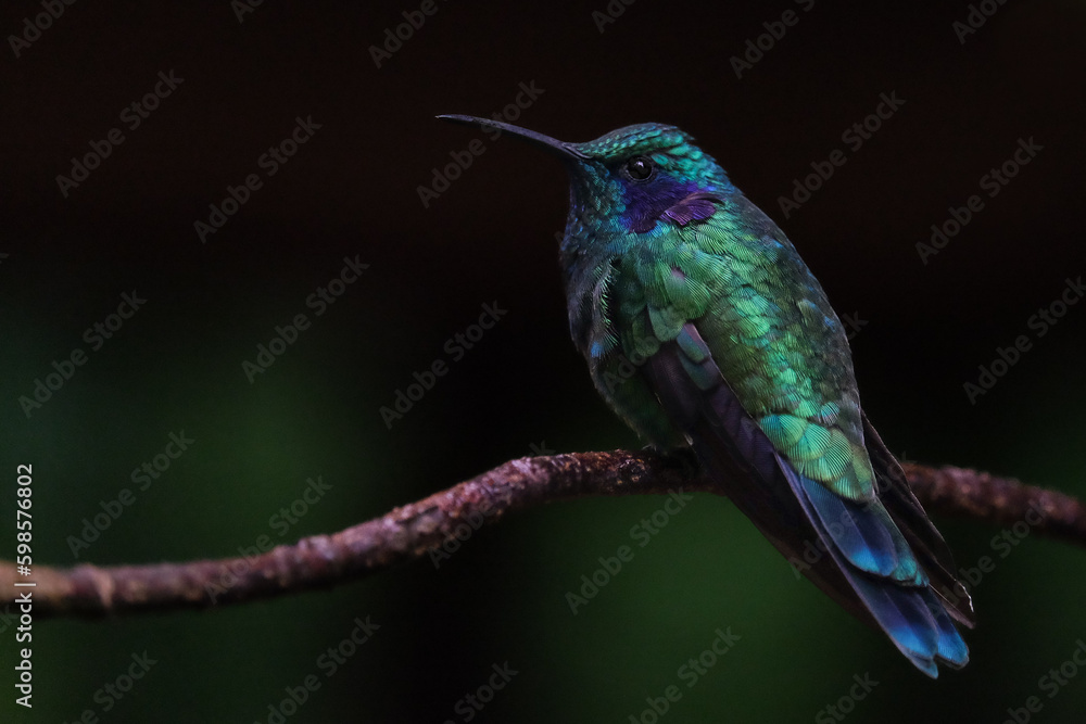 Hummingbird sitting on a branch