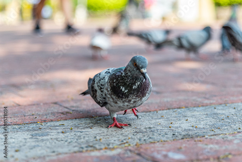 Pigeons feeding on bread crumbs at the Park