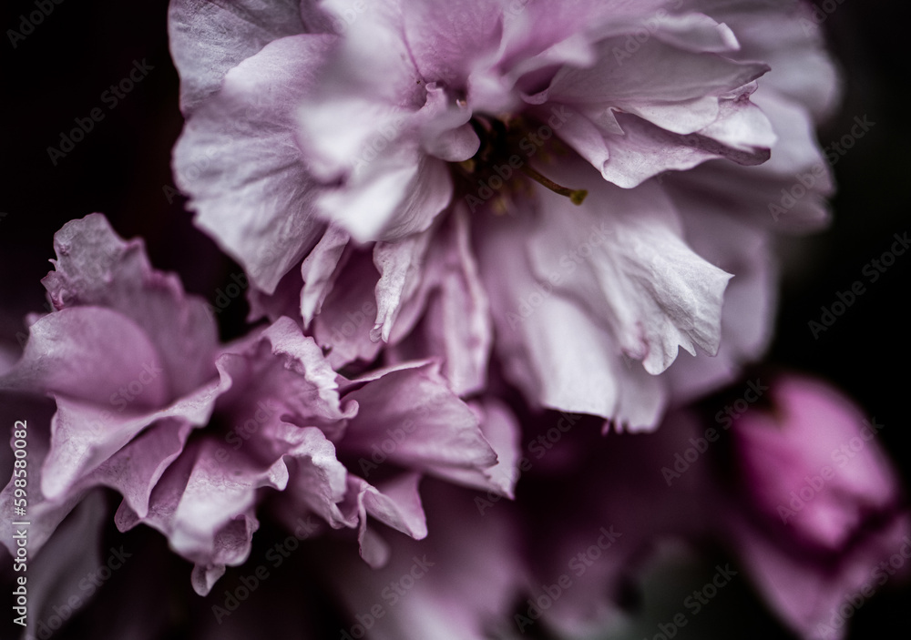 Cherry Blossom close up