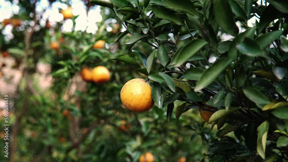 in the orchard orange trees with fruit orange grove fresh oranges on the tree fruit harvest Farmers' local orchards in the orchard orange trees with fruit orange grove fresh oranges on the tree fruit harvest Farmers' local orchards