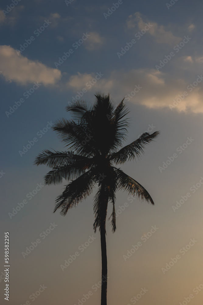 Silhouette of coconut tree against the sky.