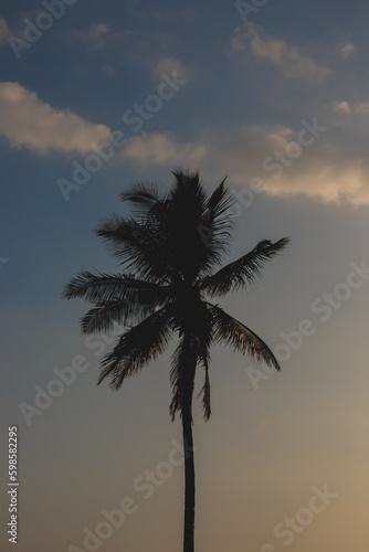 Silhouette of coconut tree against the sky.