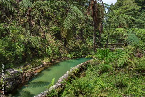 Dense and tropical vegetation next to a geothermal hot pool in Caldeira Velha, São Miguel - Azores PORTUGAL