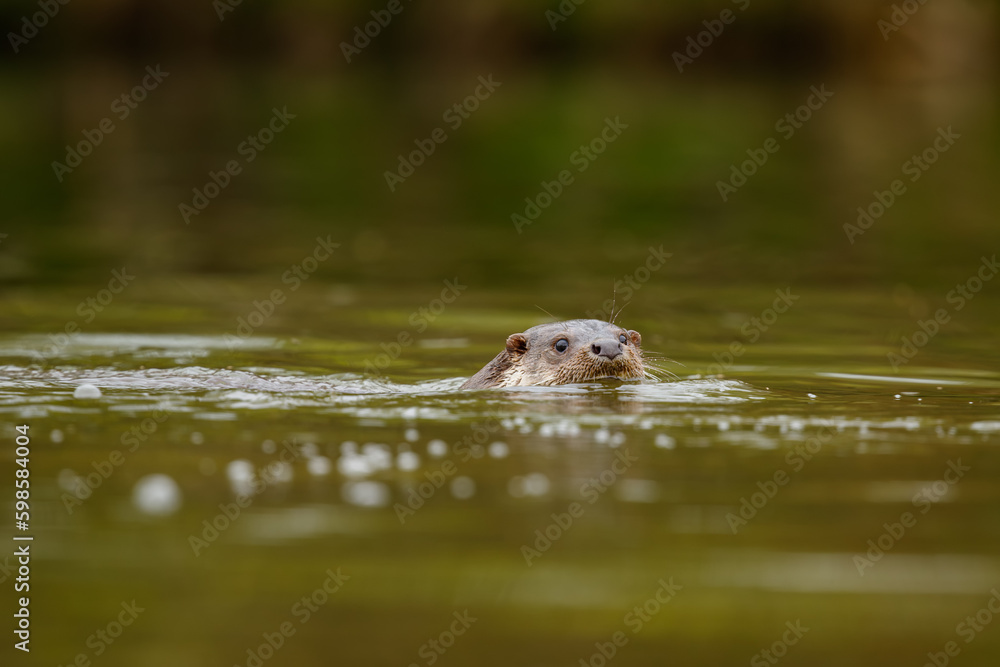 Eurasian otter swimming in the water. Detail of head above the water. Lutra lutra, wildlife, Slovakia. Eurasian otter swimming in the water. Detail of head above the water. Lutra lutra, wildlife, Slovakia.