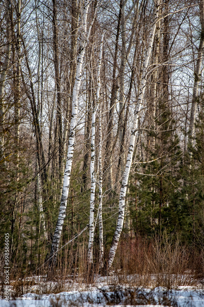 white birch trunk birch forest in winter
