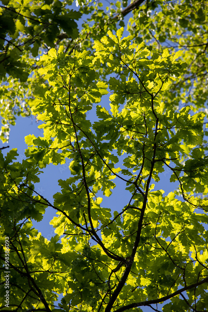 The young green leaves of the tree are the background of nature. The young green leaves of the tree are the background of nature.